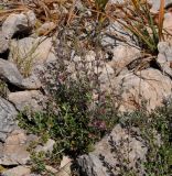 Teucrium подвид canescens