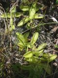 Pinguicula alpina. Листья. Мурманская обл., окр. г. Мончегорска, у ручья. 09.08.2007.