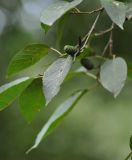 Alnus subcordata