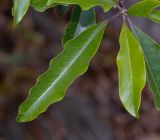 Pittosporum undulatum