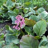 Bergenia crassifolia. Цветущие растения. Чувашия, окр. г. Шумерля. 14 мая 2005 г.