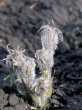 Pulsatilla multifida