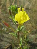 Oenothera depressa. Верхушка побега с соцветием (бутоны, цветки, клейстогамный цветок). Барнаул, дол. р. Обь, Помазкин остров, песчаный пляж. 19.08.2009.