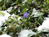 Vinca minor