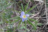 Anemone caerulea