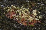 Saxifraga spinulosa