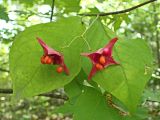 Euonymus macropterus. Соплодие со вскрывшимися зрелыми плодами. Хабаровский край, окр. г. Комсомольск-на-Амуре, кедрово-широколиственный лес. 17.09.2023.