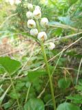 Pyrola media