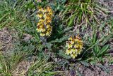 Pedicularis oederi. Цветущие растения. Киргизия, Ошская обл., Памир, Заалайский хр., гребень пика Петровского, ≈ 4000 м н.у.м., альпийский луг. 05.07.2022.