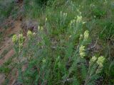 Oxytropis pilosa