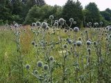 Echinops sphaerocephalus. Цветущие растения на пойменном лугу. Чувашия, окр. г. Шумерля, пойма р. Сура, Мордовская поляна. 18 июля 2006 г.