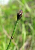 Equisetum scirpoides