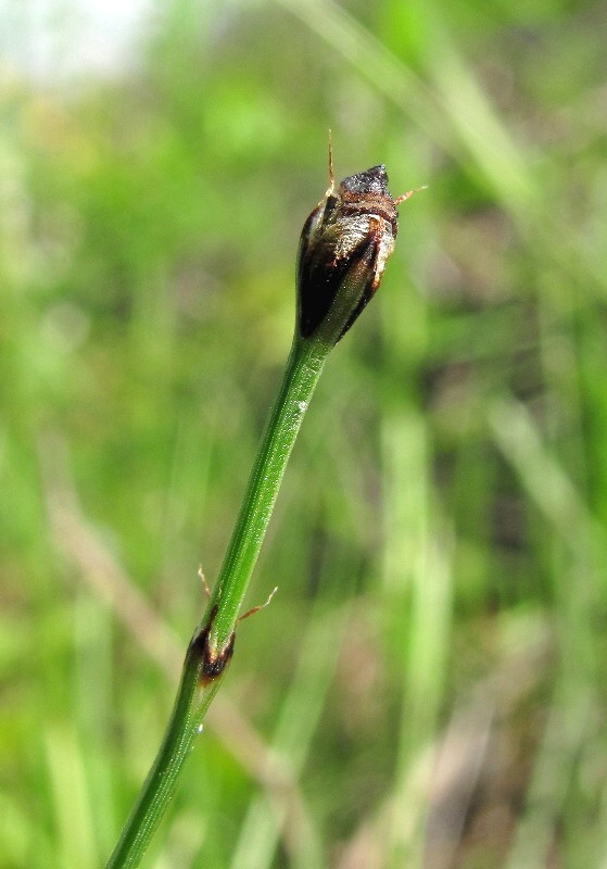 Изображение особи Equisetum scirpoides.