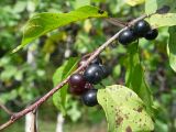 Frangula alnus