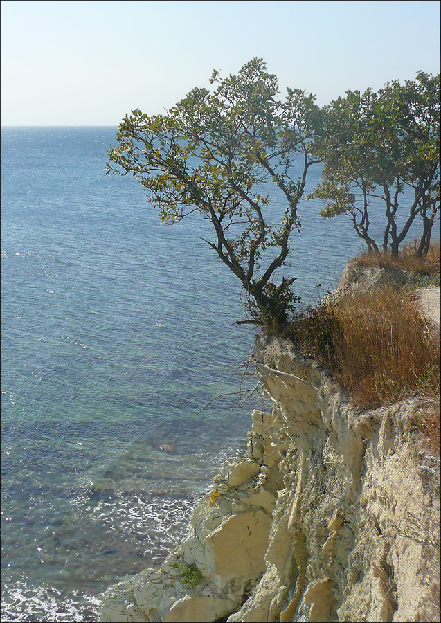 Изображение особи Quercus pubescens.