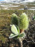 Salix lanata