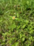 Galinsoga parviflora