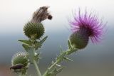 Cirsium ukranicum. Верхушки побегов с соцветиями. Ростовская обл., Аксайский р-н, окр. хутора Александровка. 24.08.2011.