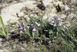 Phlomoides boraldaica. Цветущие растения. Южный Казахстан, горы Каракус; высота 960 м н.у.м. 20.04.2012.