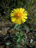 Inula japonica