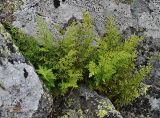 Cryptogramma crispa