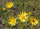 Senecio borysthenicus. Соцветия-корзинки с кормящимися жуками. Украина, Запорожская обл., Запорожский р-н, в балке возле Кушугумского кладбища. 09.06.2013.