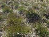 Gymnoschoenus sphaerocephalus. Заросли. Австралия, о. Тасмания, национальный парк \"Крэдл Маунтин\". 01.03.2009.
