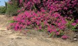 род Bougainvillea