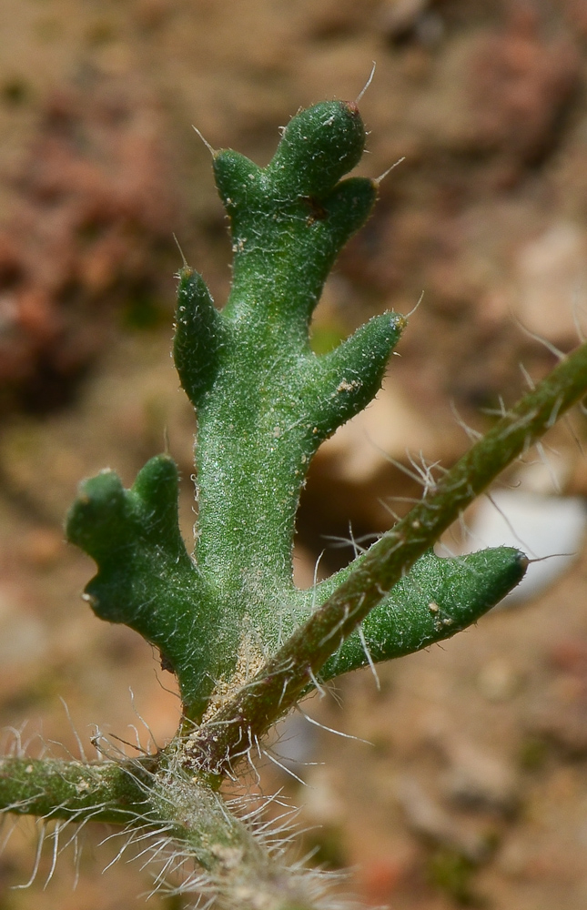 Изображение особи Roemeria hybrida.