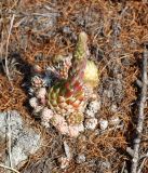 Orostachys spinosa. Вегетирующие растения с развивающимся цветоносом. Иркутская обл., Ольхонский р-н, западное побережье оз. Байкал, окрестности базы \"Чара\", скальные выходы. 26.06.2014.