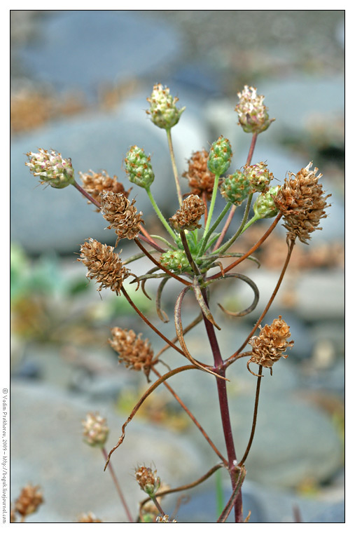 Изображение особи Plantago arenaria ssp. orientalis.