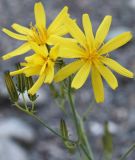 Youngia tenuifolia подвид altaica. Ветвь соцветия с раскрывшимися и нераскрывшимися корзинками. Алтай, щебнистая терраса в верхнем течении р. Катунь. 25.08.2009.