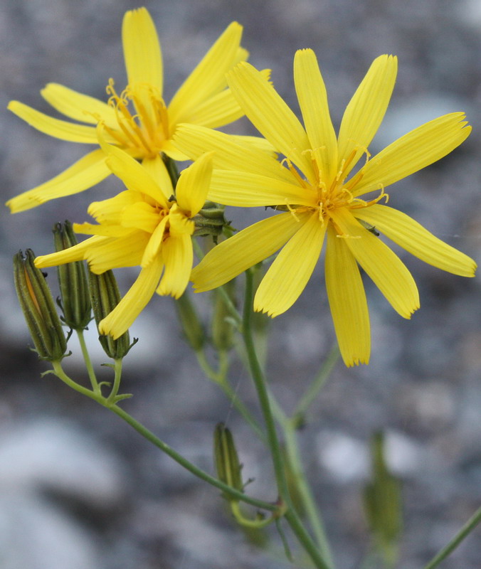 Image of Youngia tenuifolia ssp. altaica specimen.