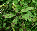 Bidens tripartita