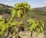 Quercus pubescens. Верхушка ветви с соцветиями и молодыми листьями. Краснодарский край, м/о Анапа, окр. пос. Б. Утриш, пушистодубово-можжевеловое редколесье. 12.04.2015.