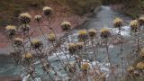 Carlina vulgaris. Верхушки побегов с соплодиями. Адыгея, окр. пос. Гузерипль, р. Белая, Гранитное ущелье, выс. ≈ 650 м н.у.м., на скале. 01.11.2015.