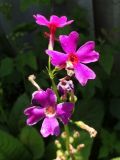 Primula japonica. Верхушка соцветия. Курильские о-ва, Кунашир, дачный пос. Третьяково. 17 июля 2015 г.