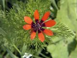 Adonis parviflora