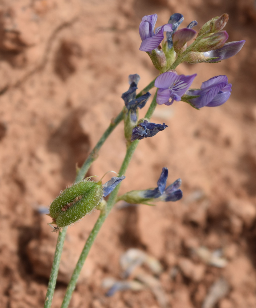 Изображение особи Astragalus nematodes.