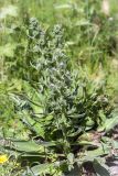 Echium biebersteinii. Цветущее растение. Греция, о. Крит, холмы в южной окр. Ретимно (Ρέθυμνο), обочина дороги, маквис. 02.05.2014.