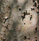 Pinus gerardiana. Участок коры. Южный берег Крыма, Никитский ботанический сад, в культуре. 22 июня 2016 г.