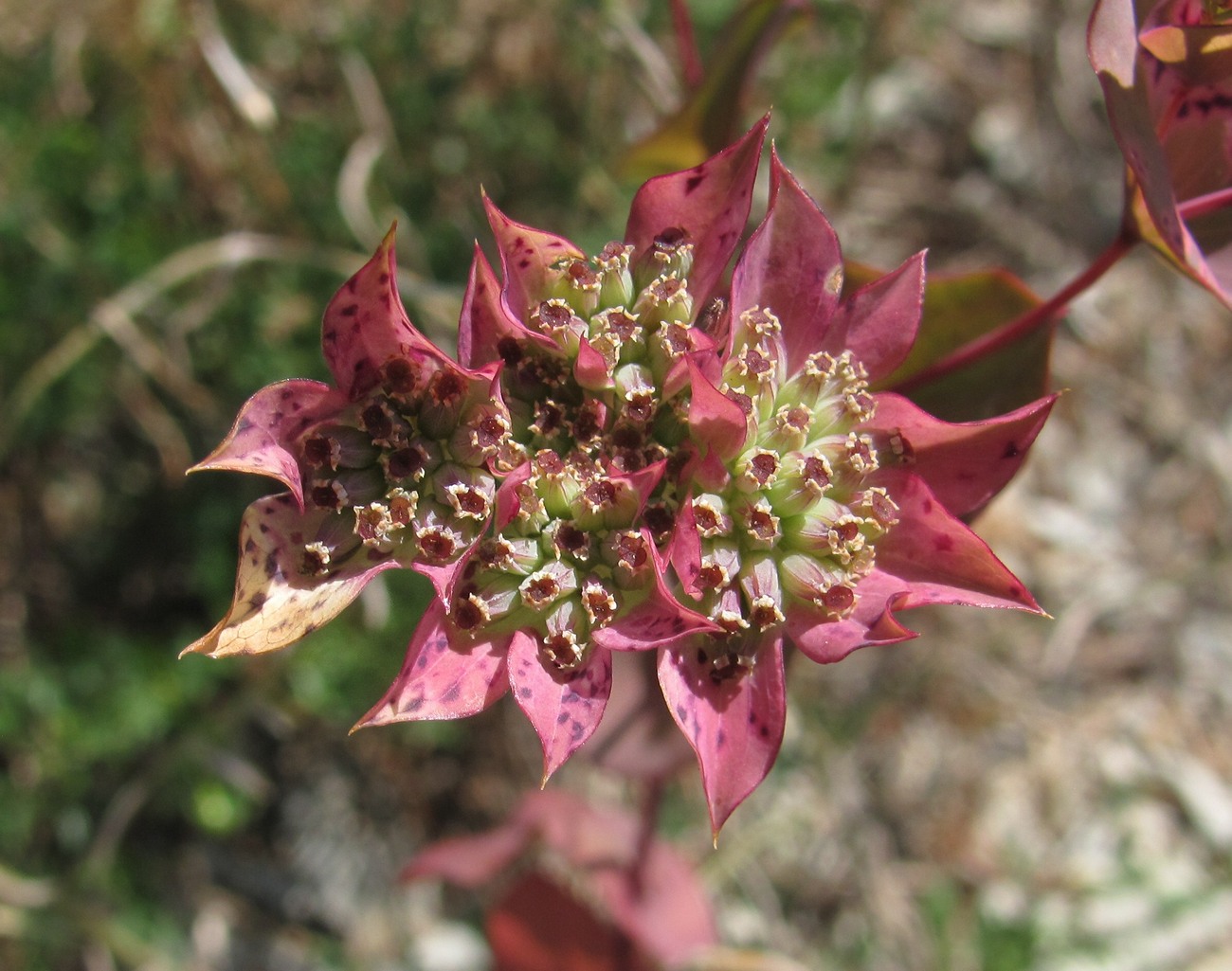 Изображение особи Bupleurum rotundifolium.