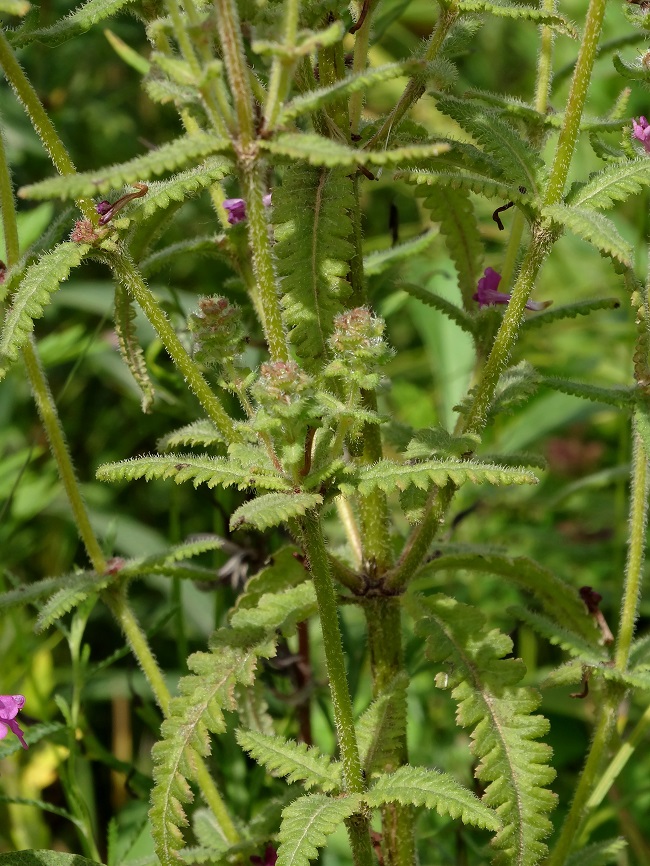 Изображение особи Pedicularis spicata.