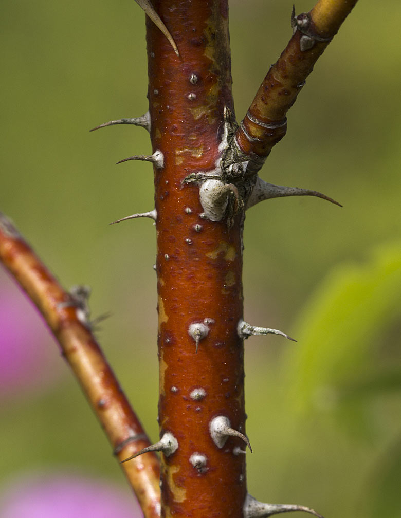 Изображение особи Rosa cinnamomea.