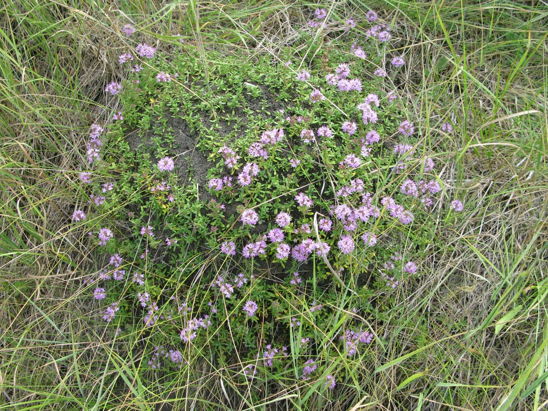 Изображение особи Thymus dubjanskyi.