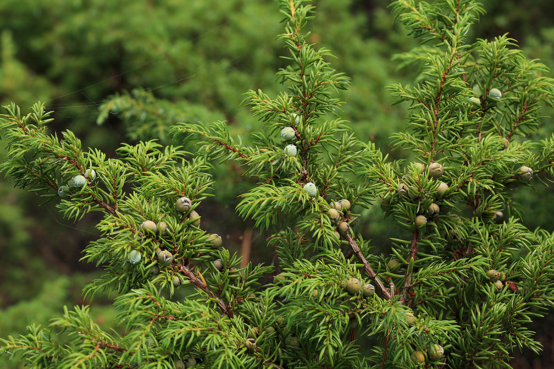 Изображение особи Juniperus sibirica.