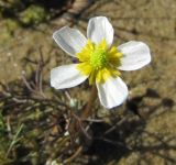 Ranunculus baudotii. Верхушка побега с цветком. Ленинградская обл., Ломоносовский р-н, окр. пос. Большая Ижора, побережье Финского залива, песчаный пляж. 02.07.2016.