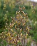 Thalictrum minus