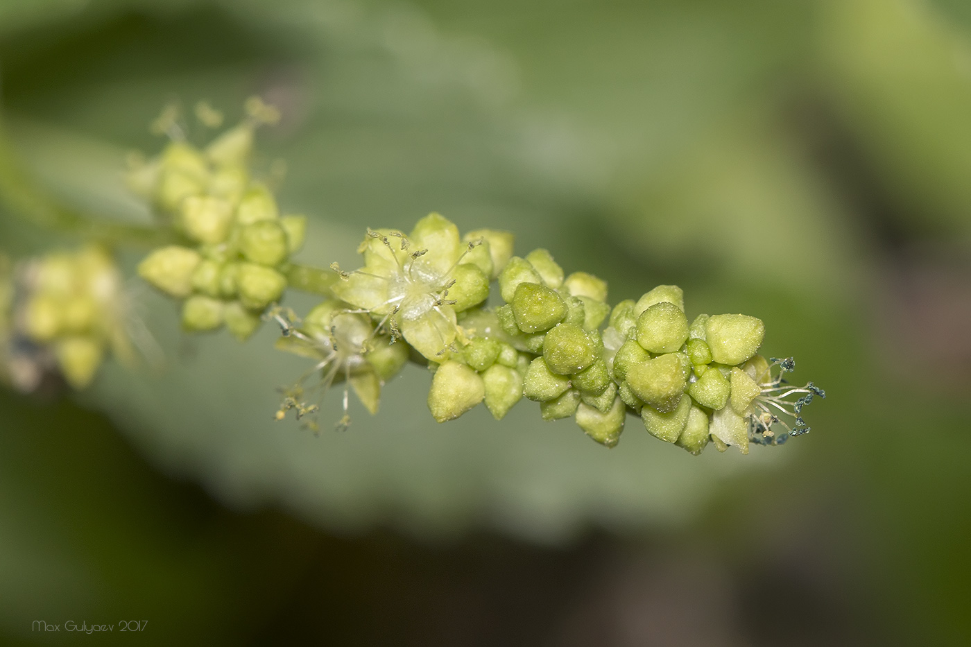 Изображение особи Mercurialis annua.