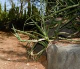 Sansevieria cylindrica